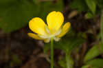 Creeping buttercup